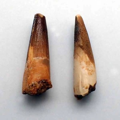  Spinosaurus marrocanus(2)