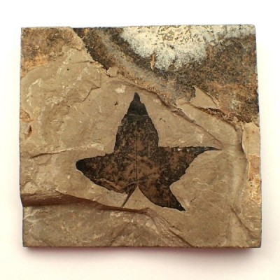 Macginitiea wyomingensis