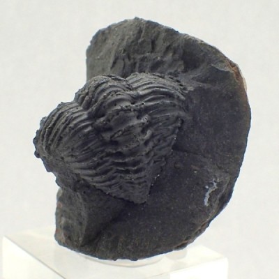 Trilobites de colección Malvinella buddeae - FT463 Trilobites de colección Malvinella buddeae - FT463