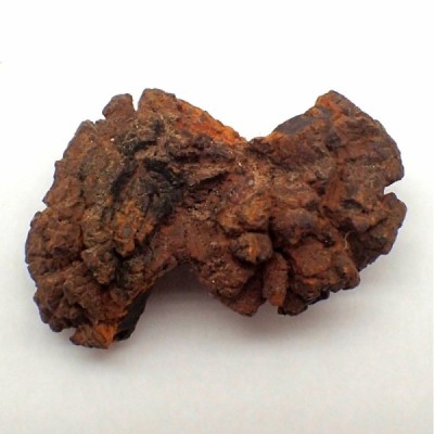 Turtle coprolite FO257 Turtle coprolite FO257
