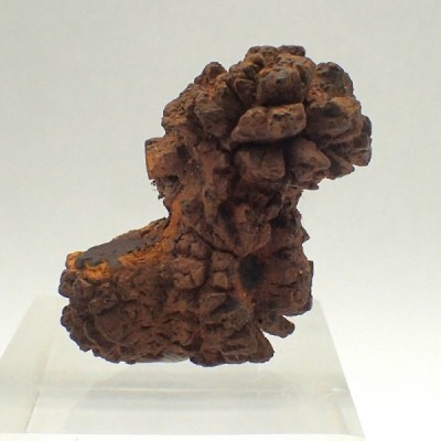 Turtle coprolite FO257 Turtle coprolite FO257