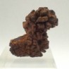 Turtle coprolite