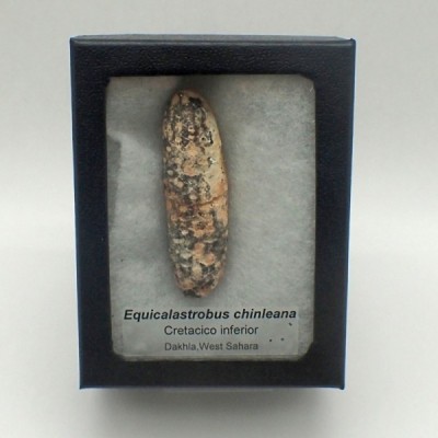 Pinecone: Equicalastrobus chinleana FH390 Pinecone: Equicalastrobus chinleana FH390