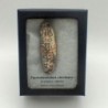 Pinecone: Equicalastrobus chinleana