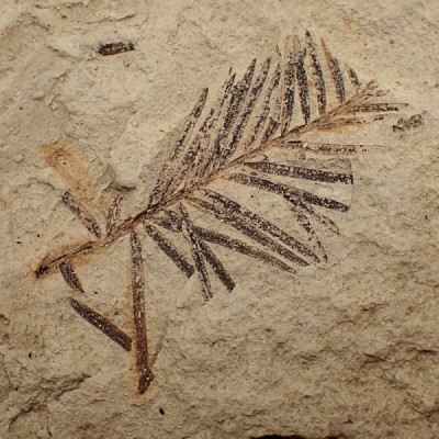 Paleobotánica de colección Tassoidium sp. - FH313 Paleobotánica de colección Tassoidium sp. - FH313