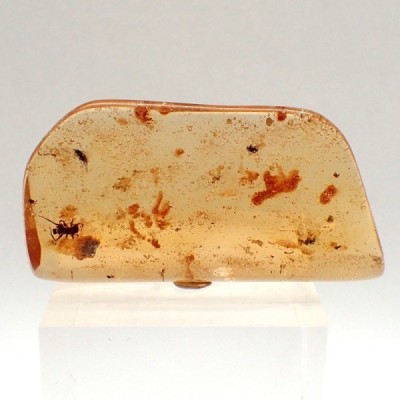 Insect in amber A64