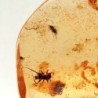 Insect in amber