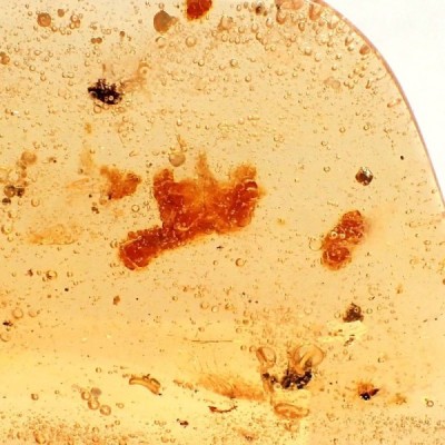 Insect in amber A64