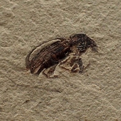 Snout beetle, Mimosites coloradensis Fi18 Snout beetle, Mimosites coloradensis Fi18