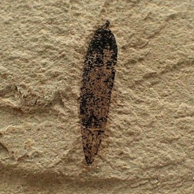 Snout beetle, Mimosites coloradensis Fi18 Snout beetle, Mimosites coloradensis Fi18