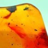Insect in amber