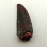 Deltadromeus agilis, Deltadromeus agilis, Deltadromeus agilis