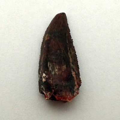 Deltadromeus agilis FD165 Deltadromeus agilis FD165