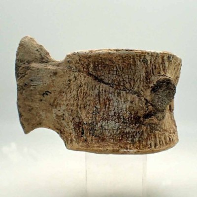 Zarafasaura oceanis, Vertebra, Zarafasaura oceanis, Vertebra, Zarafasaura oceanis, Vertebra, Zarafasaura oceanis, Vertebra Zarafasaura oceanis, Vertebra, Zarafasaura oceanis, Vertebra, Zarafasaura oceanis, Vertebra, Zarafasaura oceanis, Vertebra