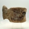 Zarafasaura oceanis, Vertebra, Zarafasaura oceanis, Vertebra, Zarafasaura oceanis, Vertebra, Zarafasaura oceanis, Vertebra