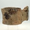 Zarafasaura oceanis, Vertebra