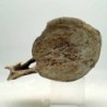 Zarafasaura oceanis, Vertebra