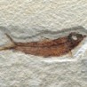 Knigthia eocaena