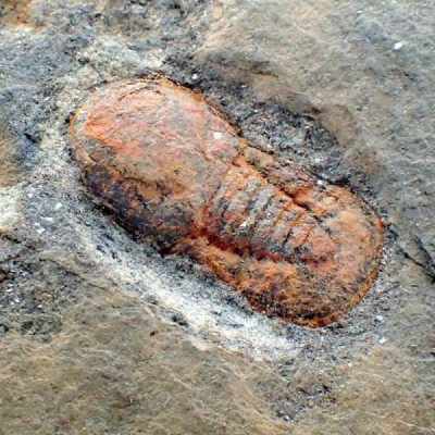 Pryciclopyge binodosa FT576 Pryciclopyge binodosa FT576