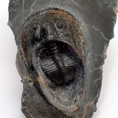 Harpes perradiatus FT431 Harpes perradiatus FT431