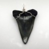 Fossilized shark tooth pendant