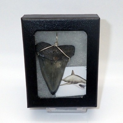Fossilized shark tooth pendant B43 Fossilized shark tooth pendant B43