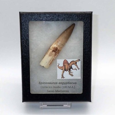 Buy tooth Spinosaurus aegyptiacus-FD140 Buy tooth Spinosaurus aegyptiacus-FD140