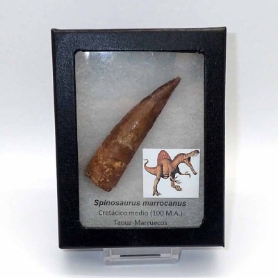 Dinosaurios de colección Spinosaurus marrocanus - FD215 Dinosaurios de colección Spinosaurus marrocanus - FD215