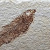 Knigthia eocaena