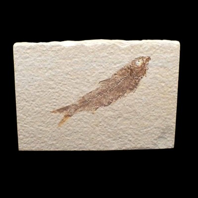 Buy fossil fisch for colleccion ,Knigthia eocaena FP268 Buy fossil fisch for colleccion ,Knigthia eocaena FP268