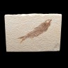 Knigthia eocaena