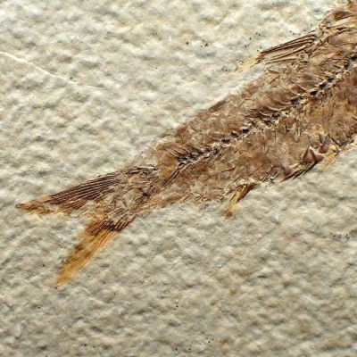 Buy fossil fisch for colleccion ,Knigthia eocaena FP268 Buy fossil fisch for colleccion ,Knigthia eocaena FP268