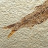Knigthia eocaena