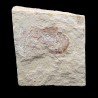 Carpopenaeus callirostris