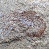 Carpopenaeus callirostris