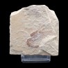 Carpopenaeus callirostris