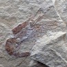 Carpopenaeus callirostris