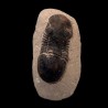Paralejurus hamlagdadicus