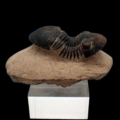 Buy Trilobites from colección Paralejurus hamlagdadicus FT369 Buy Trilobites from colección Paralejurus hamlagdadicus FT369