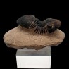 Paralejurus hamlagdadicus