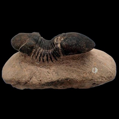 Buy Trilobites from colección Paralejurus hamlagdadicus FT369 Buy Trilobites from colección Paralejurus hamlagdadicus FT369