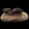 Paralejurus hamlagdadicus