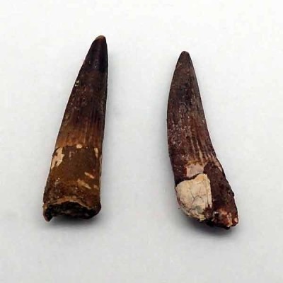 Comprar fósil de colección Spinosaurus aegyptiacus - FD180 Comprar fósil de colección Spinosaurus aegyptiacus - FD180