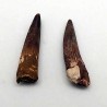 Spinosaurus aegyptiacus