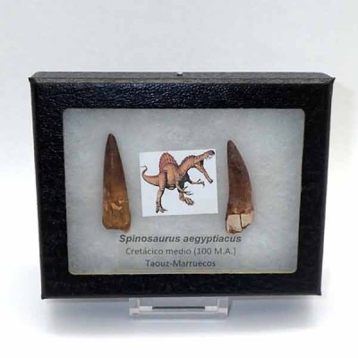 Comprar fósil de colección Spinosaurus aegyptiacus - FD180 Comprar fósil de colección Spinosaurus aegyptiacus - FD180