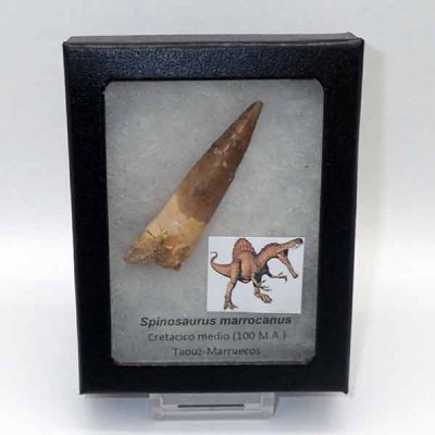 Comprar dinosaurio Spinosaurus marrocanus - FD160 Comprar dinosaurio Spinosaurus marrocanus - FD160