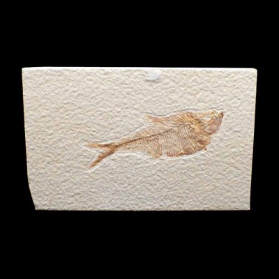 Buy collectible fossil fish Diplomystus dentatus FP253 Buy collectible fossil fish Diplomystus dentatus FP253
