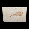 Diplomystus dentatus