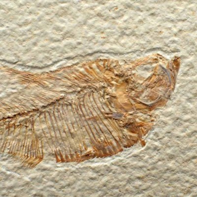 Buy collectible fossil fish Diplomystus dentatus FP253 Buy collectible fossil fish Diplomystus dentatus FP253