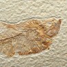 Diplomystus dentatus